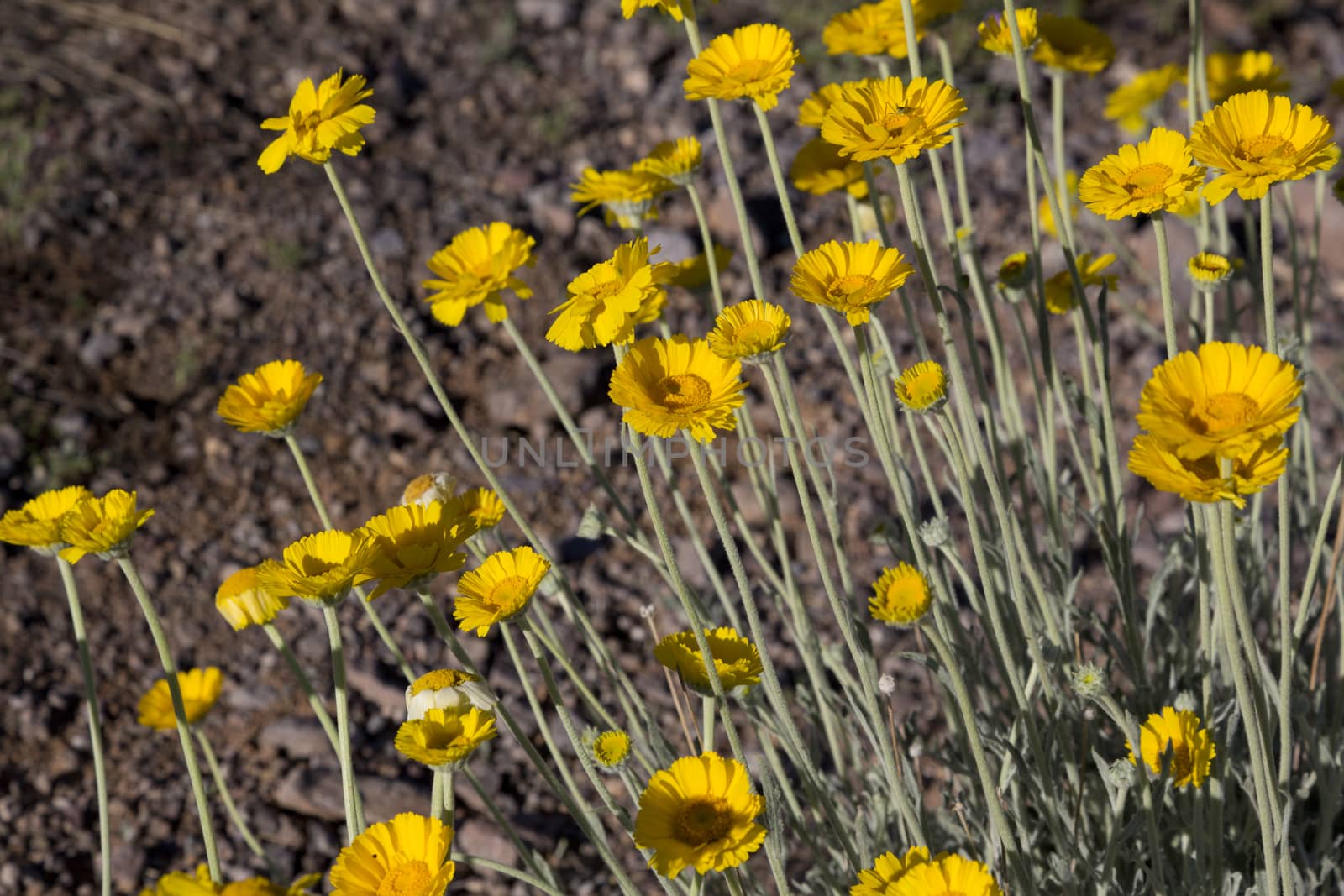 Desert marigold in Arizona, America's Southwest.  Location is Picacho Peak State Park on March 10, 2017. Spring wildflowers on arid lands are a tourism attraction. 