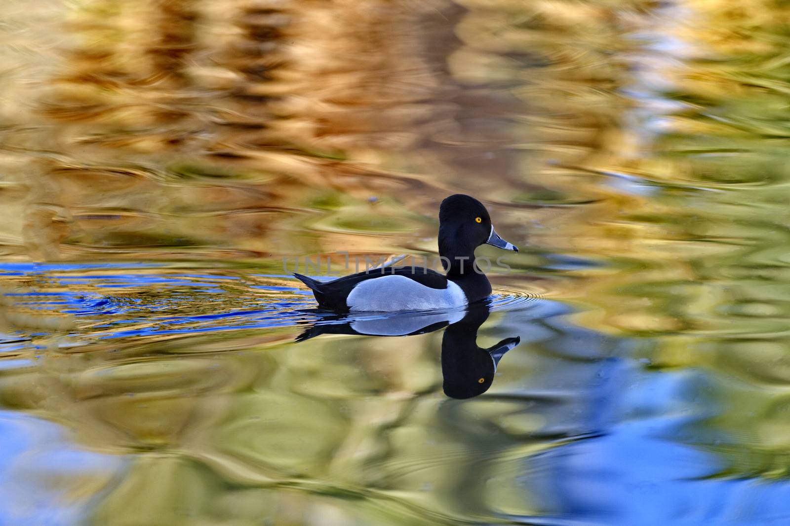 Male ring-necked duck swims with reflection in rippling water.  Gold eye and field markings visible.  Location is Agua Caliente Regional Park in Pima County of Tucson, Arizona, on February 24, 2017.  
