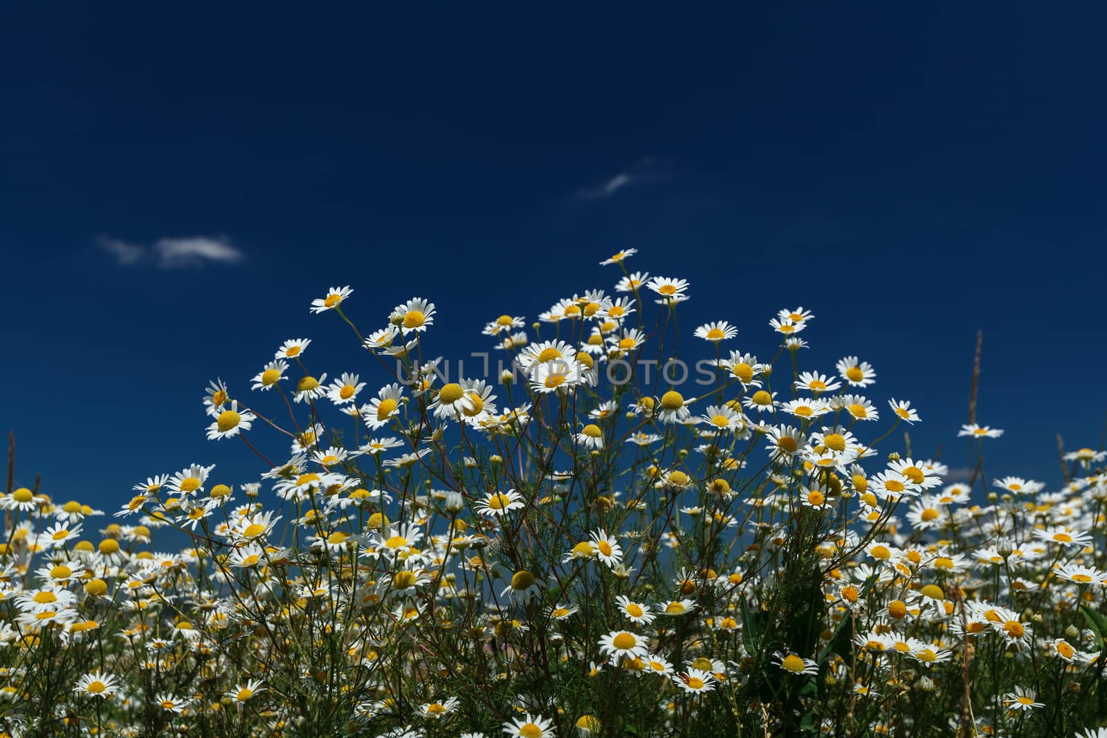 Chamomile on a bright sunny afternoon, on a background of the cloudy sky
