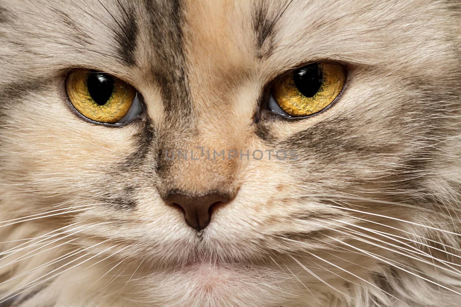 Portrait of a three-colored domestic cat. Close-up