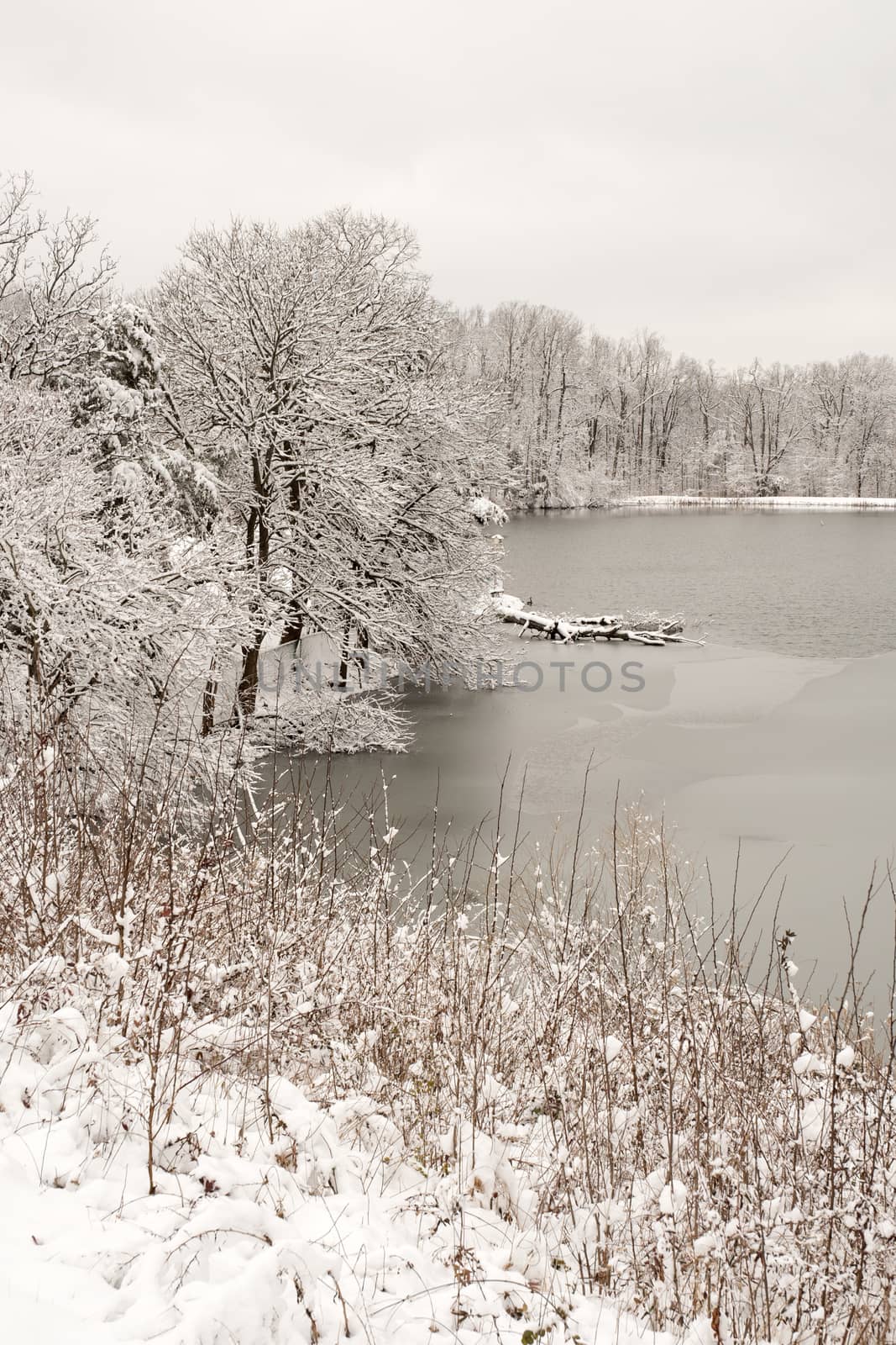 Pond and surrounding trees in fresh snow