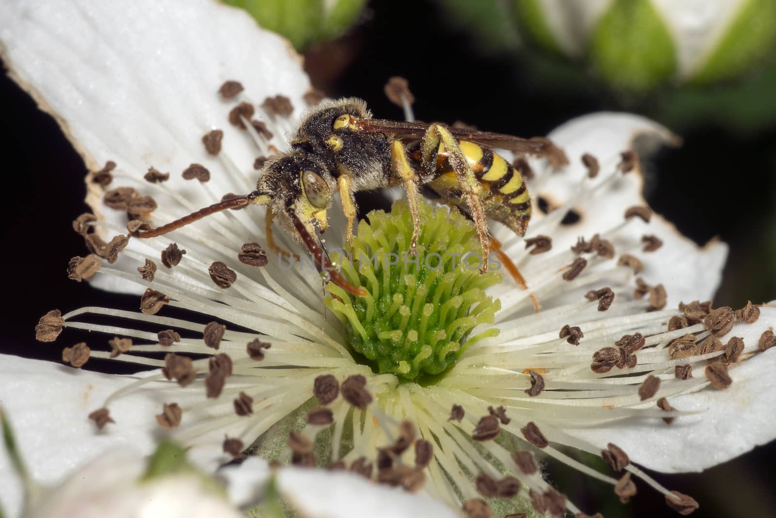 Close-up of a hornet or wasp feeding on a white flower