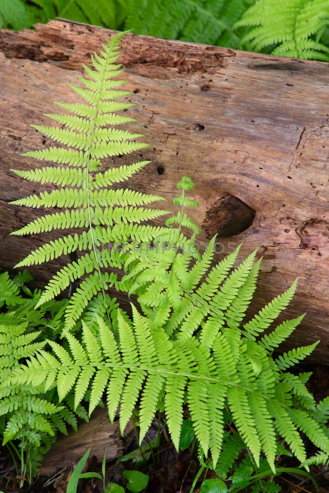 Cinnamon Ferns and Log with fresh rain drops