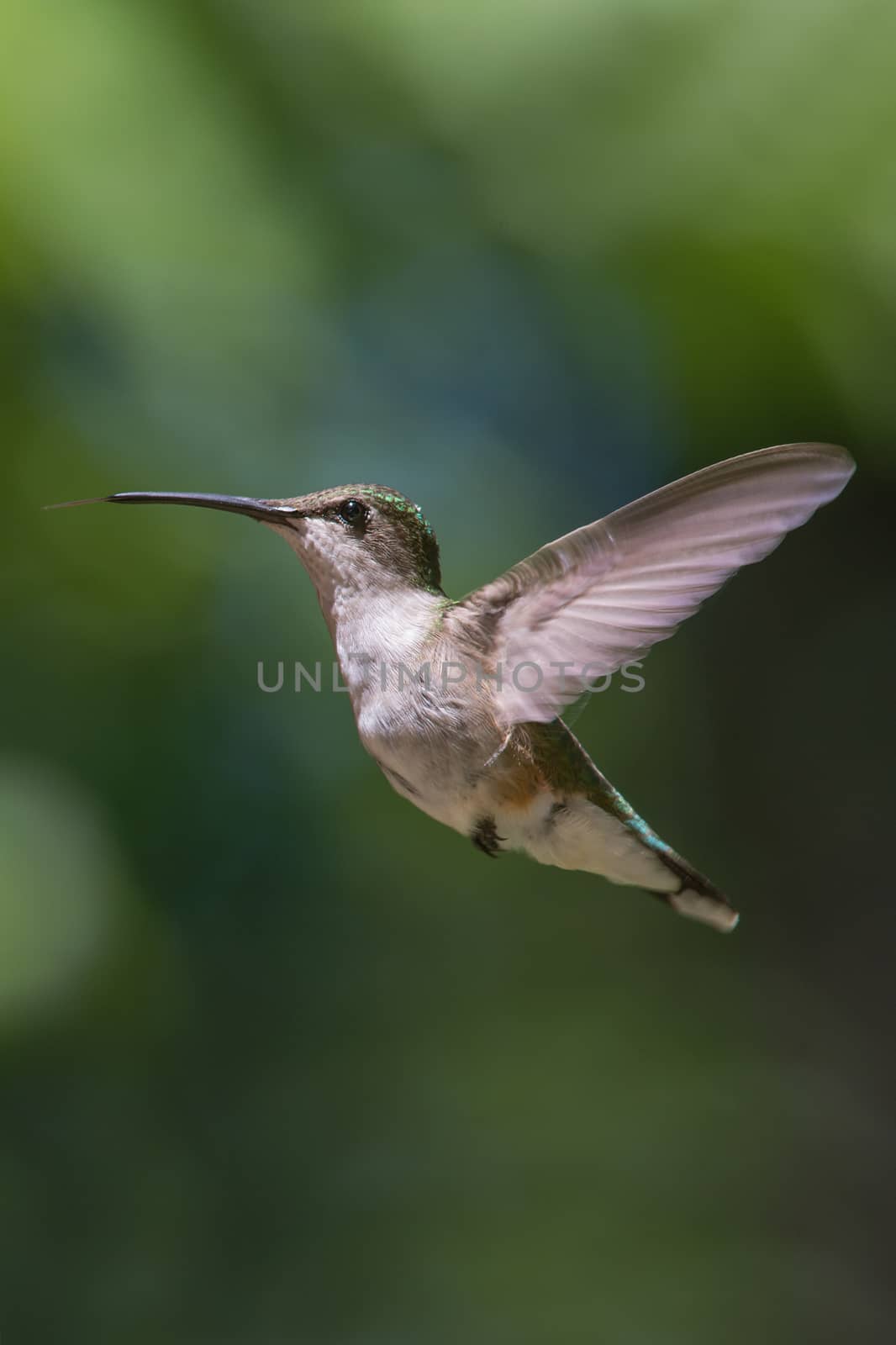 Ruby Throated Hummingbird hovering in flight