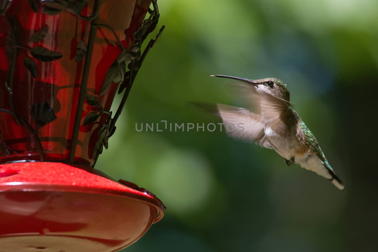 Ruby Throated Hummingbird hovering in flight