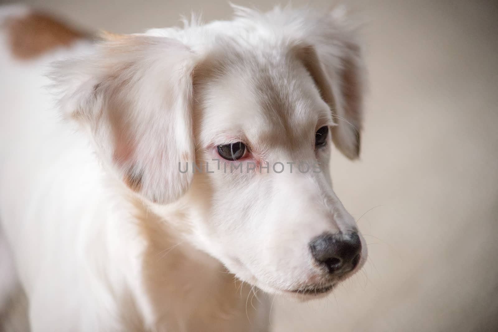 White terrier mixed-breed puppy