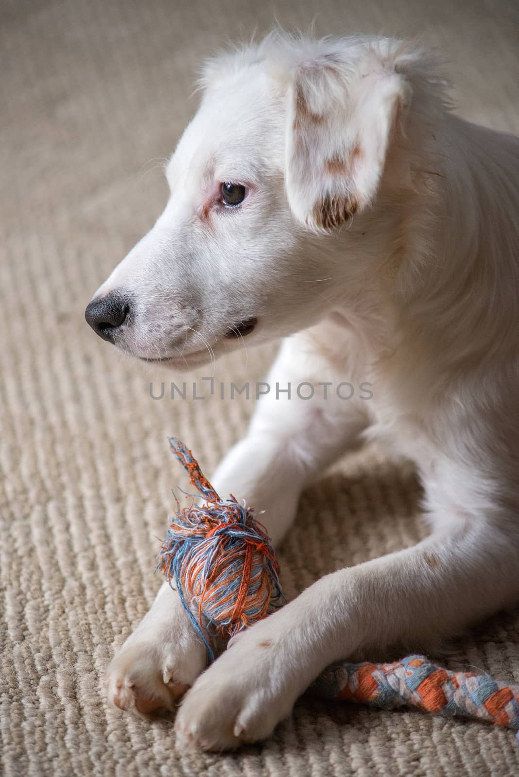 White terrier mixed-breed puppy playing with chew toy