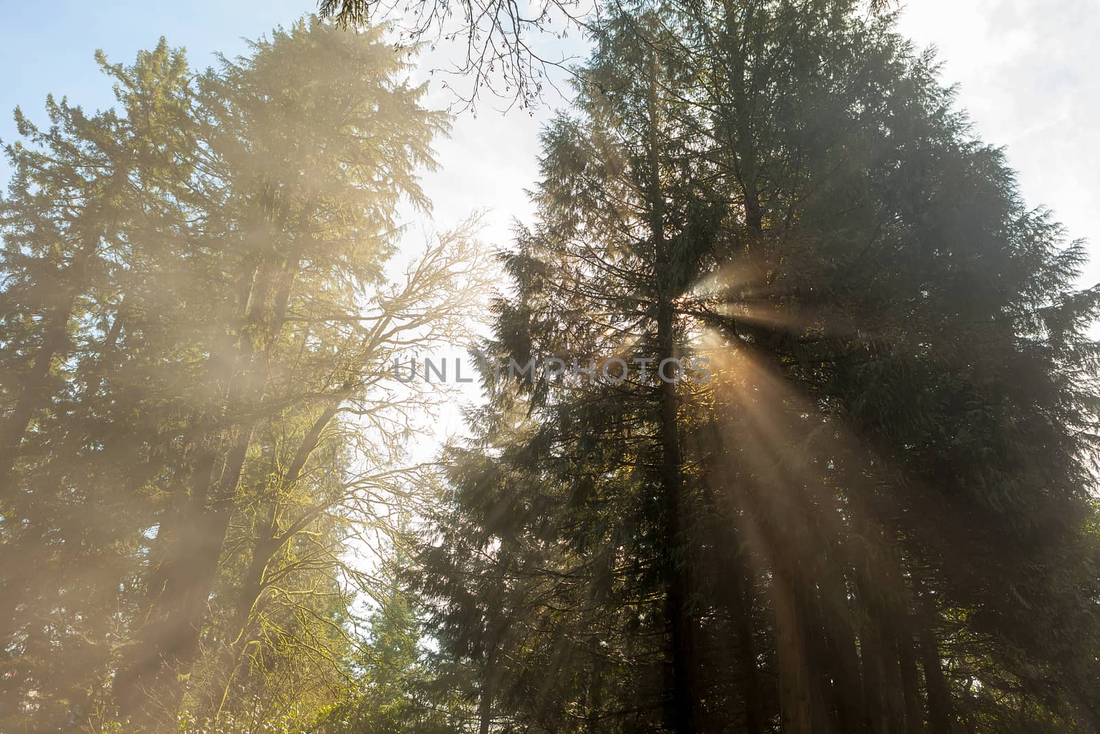 Morning Sun Rays Through the Trees by jpldesigns