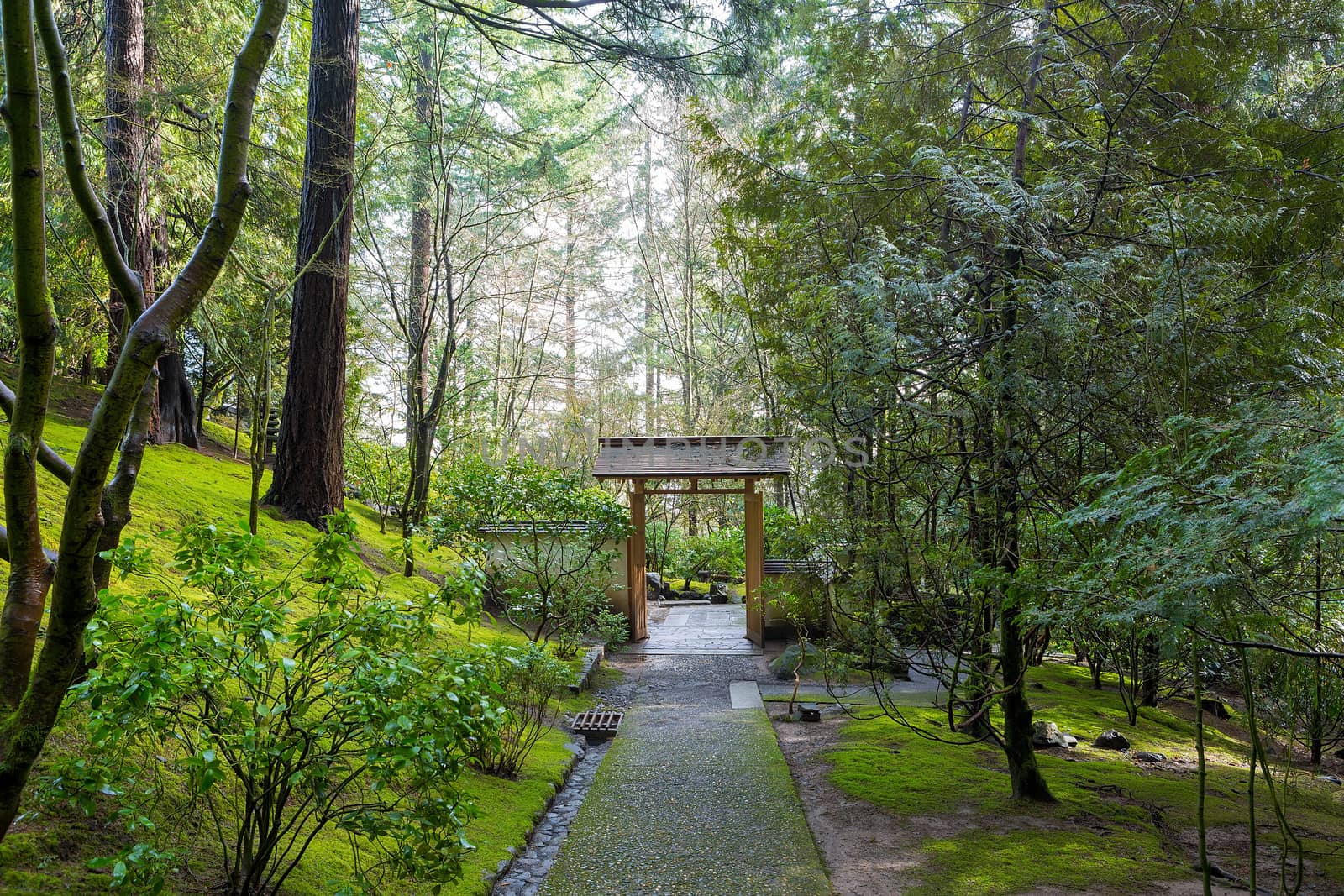 Japanese Garden Path leading to gate entrance amongst trees and plants in morning light