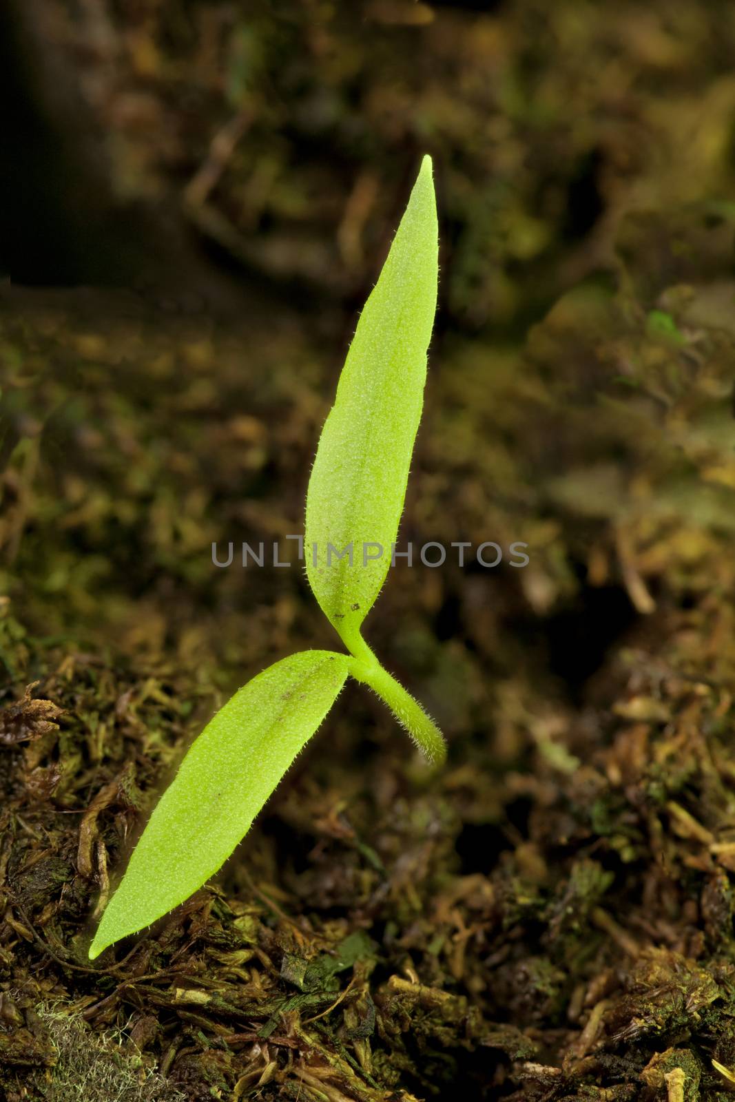 Small green sprout tending to sun spring  macro