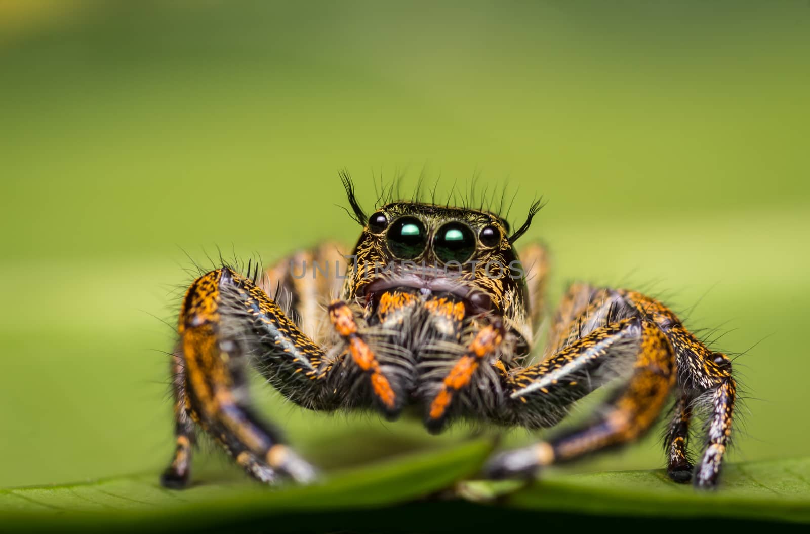 Jumping Spider on green leaf. by lavoview