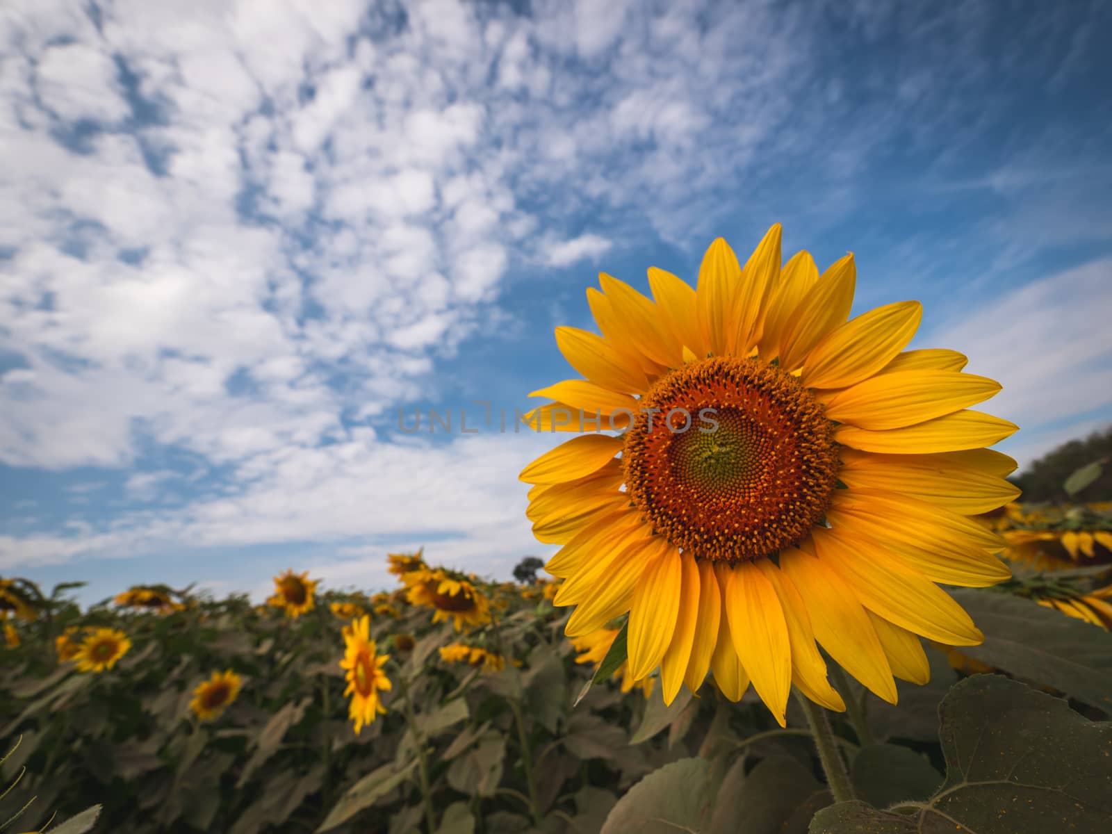 Beautiful sunflower plant in the field, Thailand. by lavoview