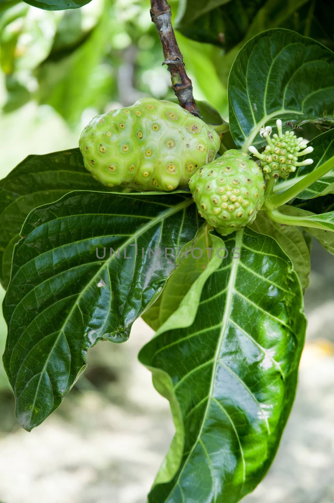 a some noni fruit on the tree