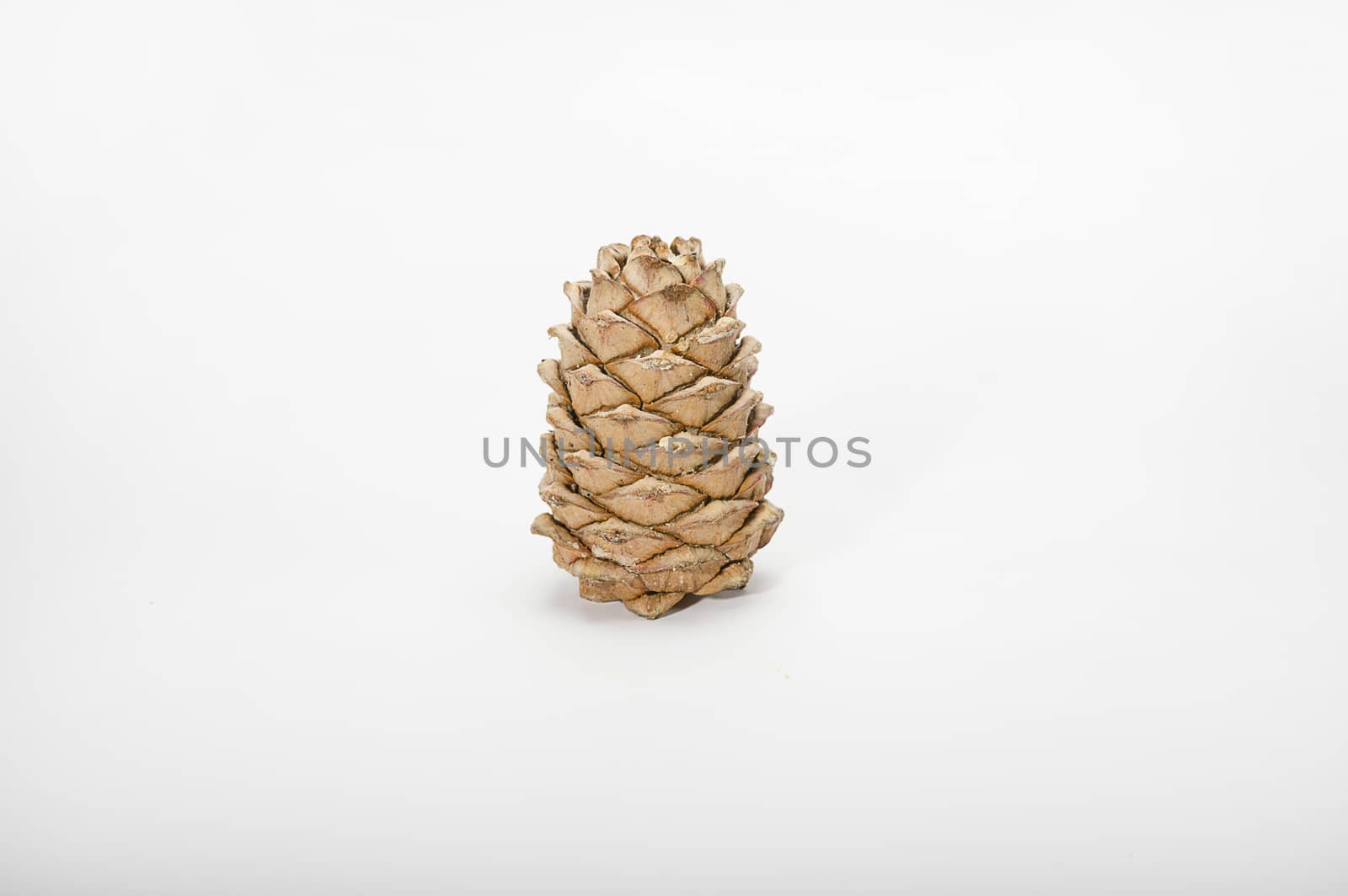 Brown cedar cone with resin impregnations close-up isolate