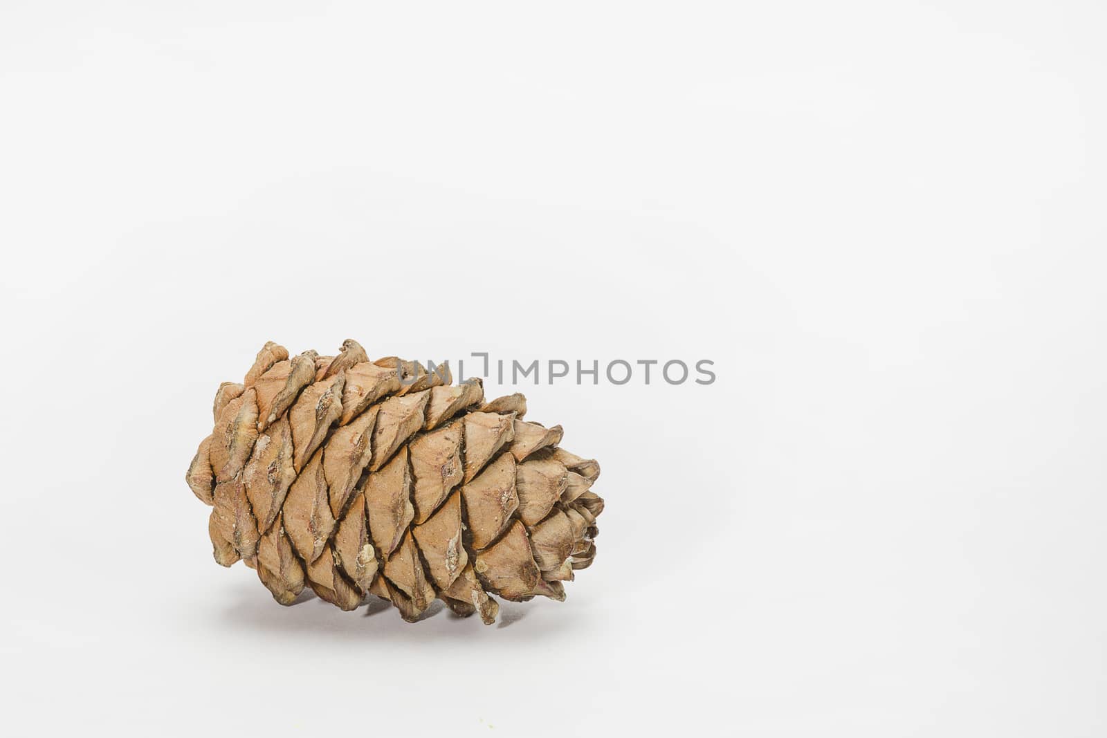 Brown cedar cone with resin impregnations close-up isolate