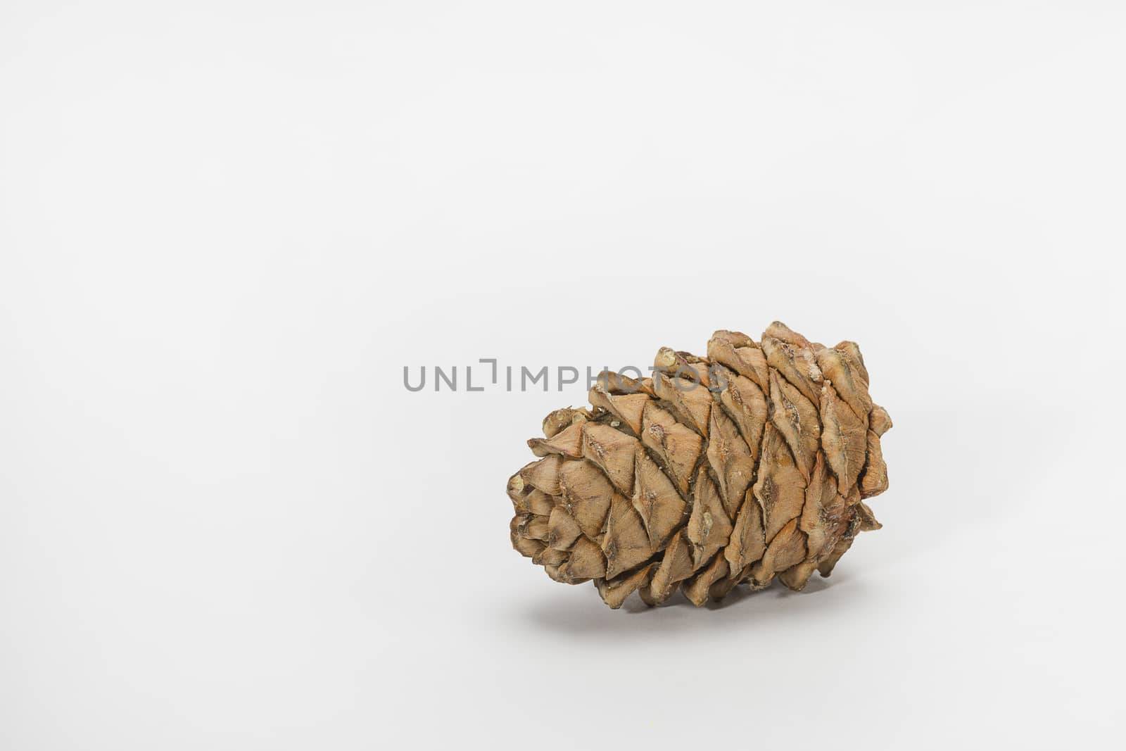 Brown cedar cone with resin impregnations close-up isolate