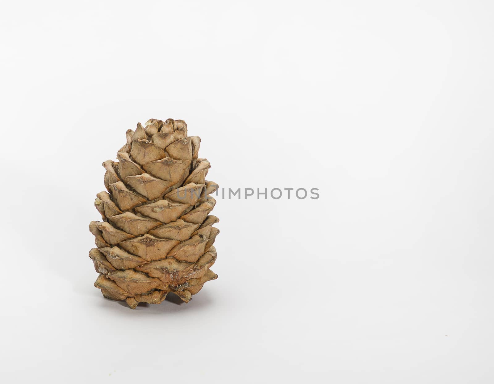Brown cedar cone with resin impregnations close-up isolate