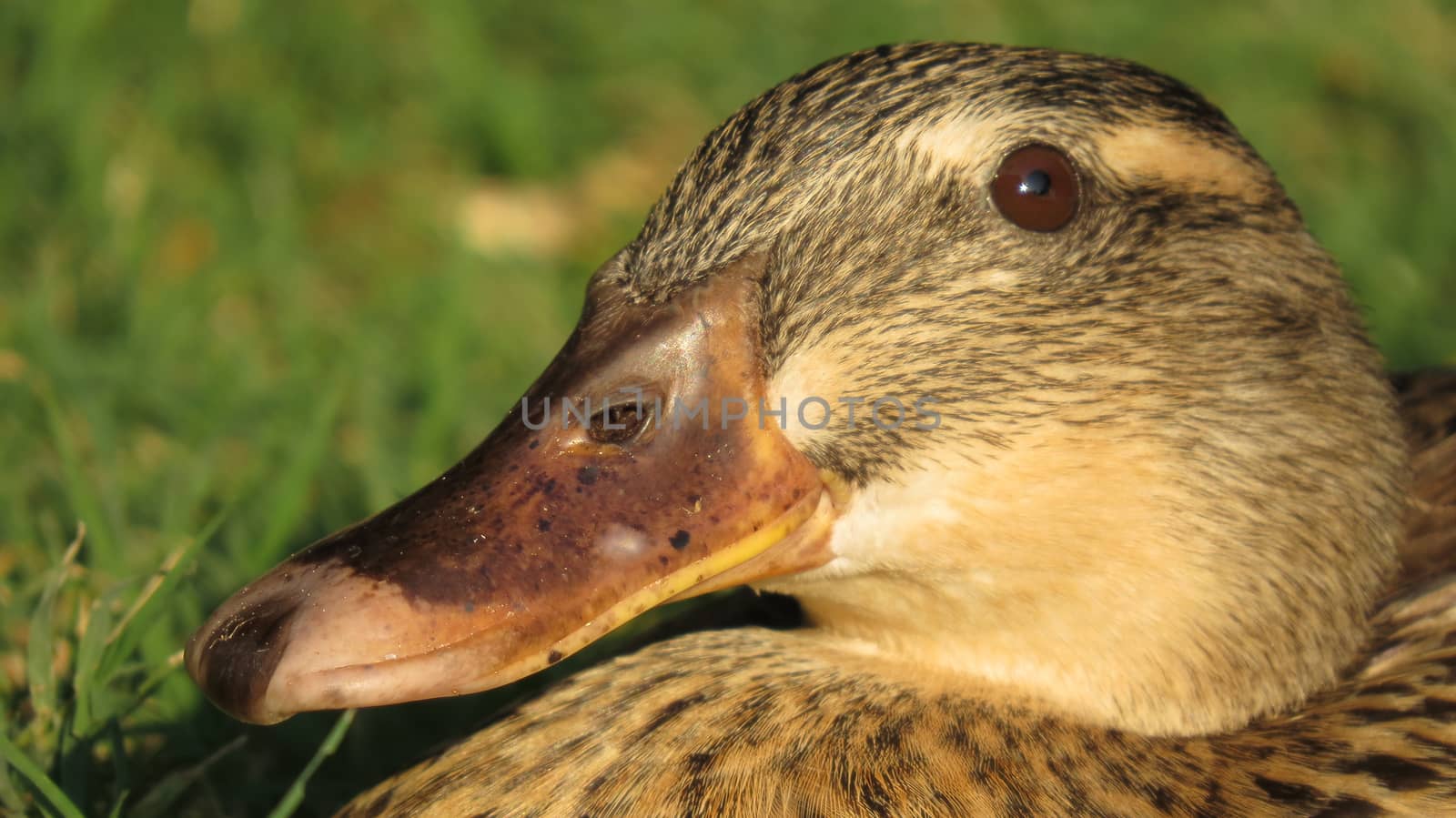 A close up of a brown duck basking in the sunlight during winter to get warm                               