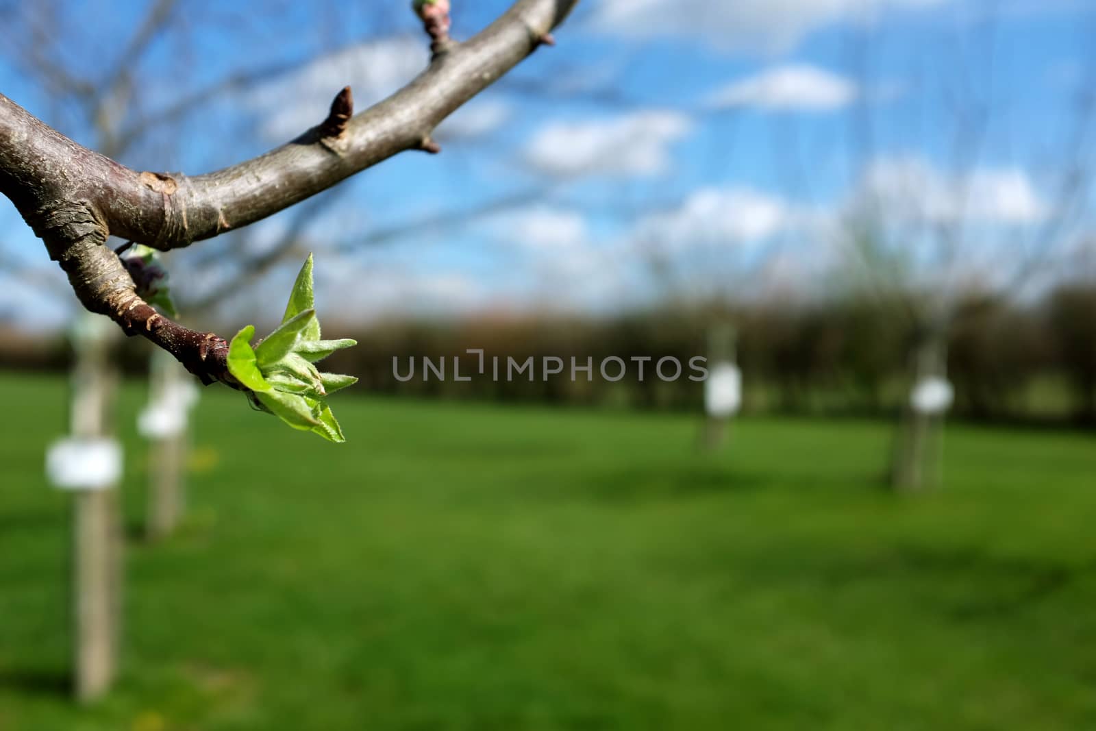Close-up of green leaves opening on apple tree in a sunny orchard