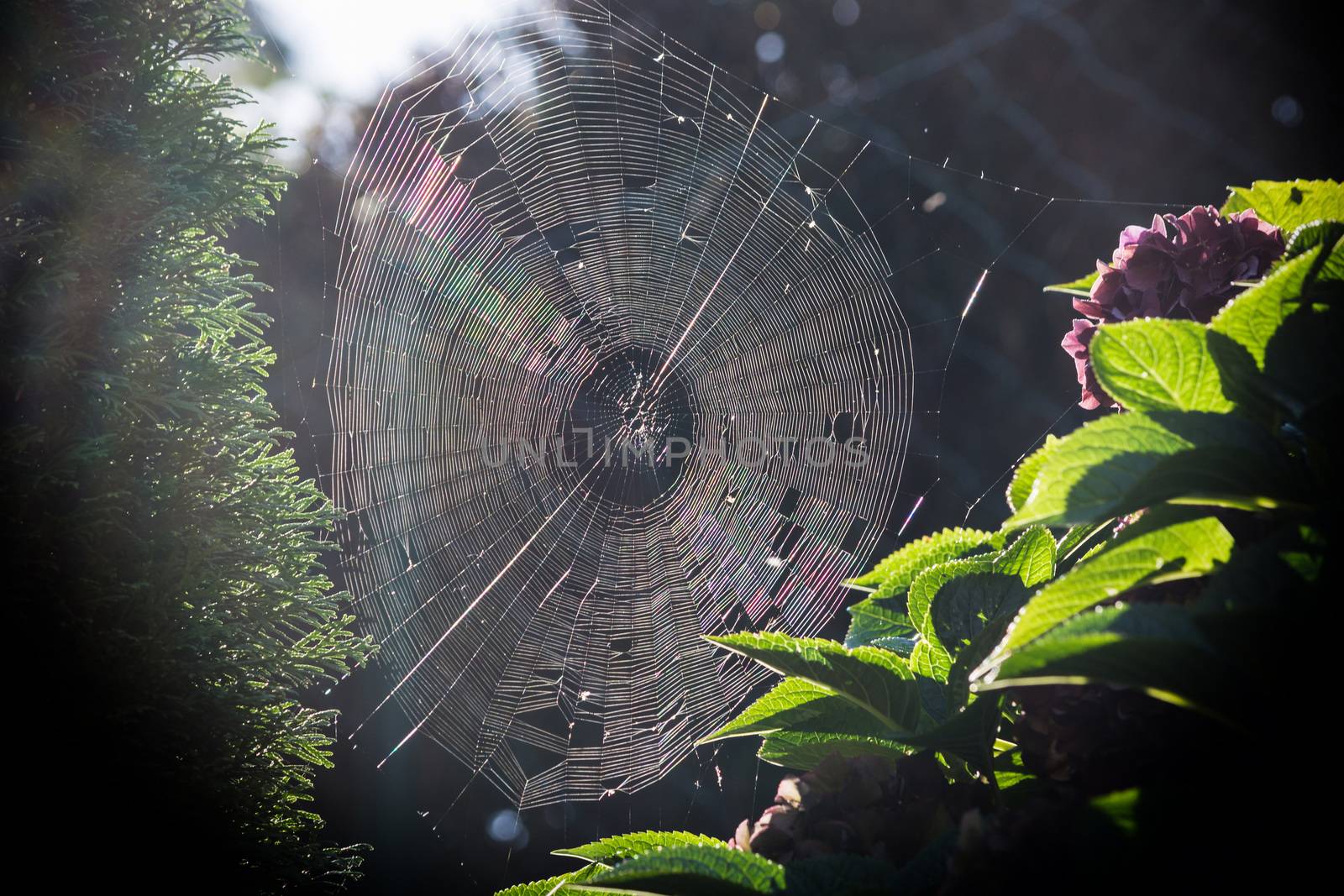 Spider Web with morning dew backlit    by JFsPic