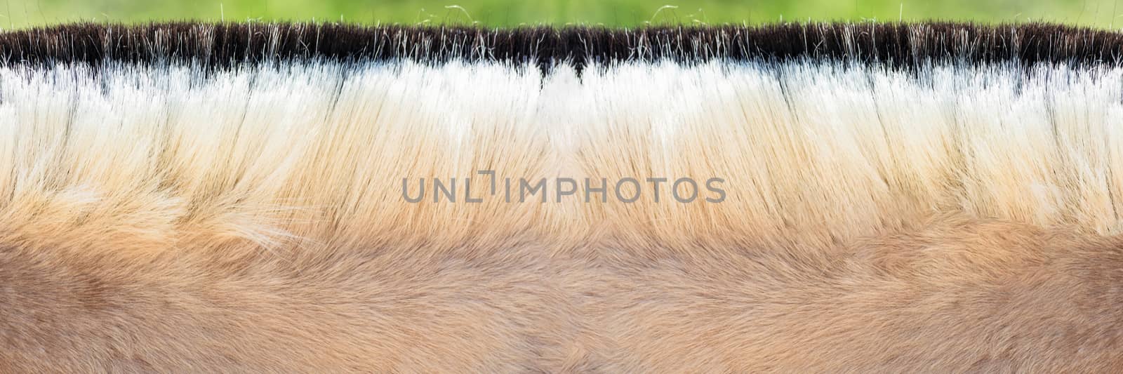 Detail, Beautiful mane of a small horse, pony.