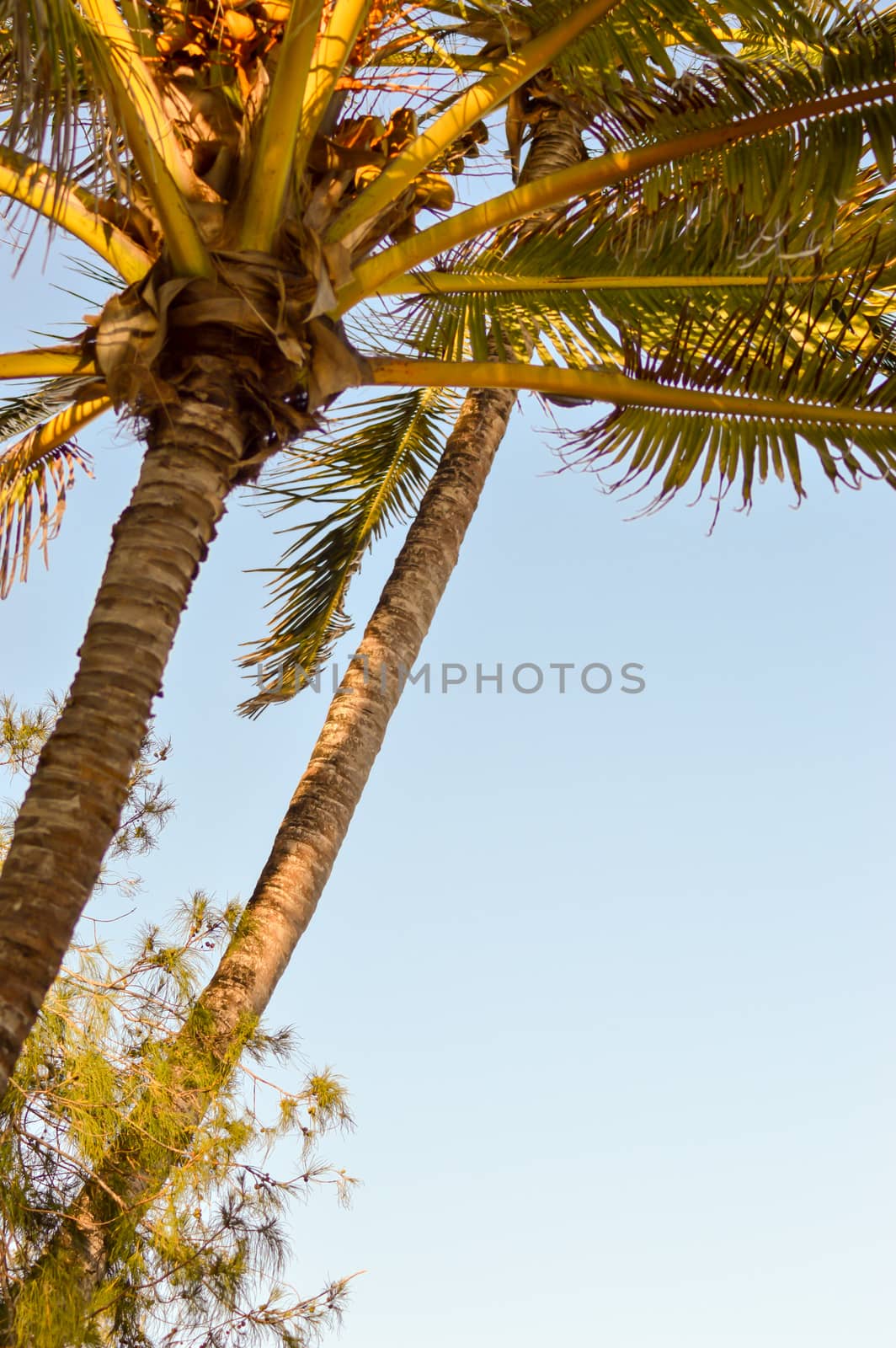 Palm tree isolate in a blue sky in Mombasa, Kenya