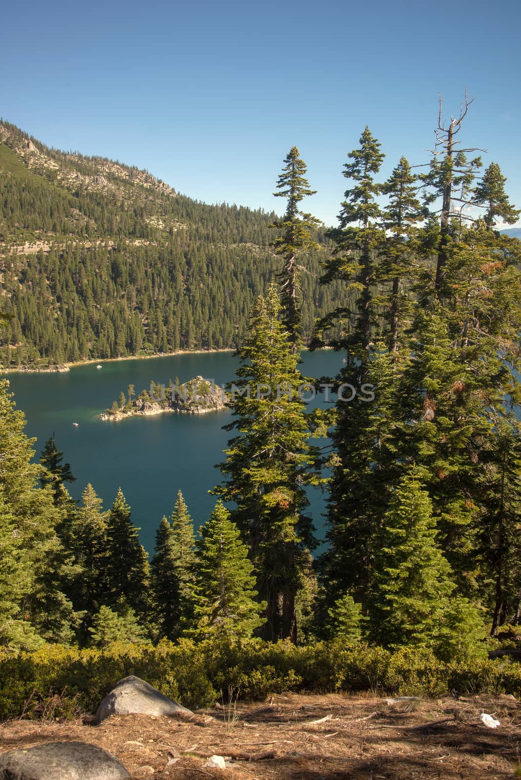 Lake Tahoe through trees