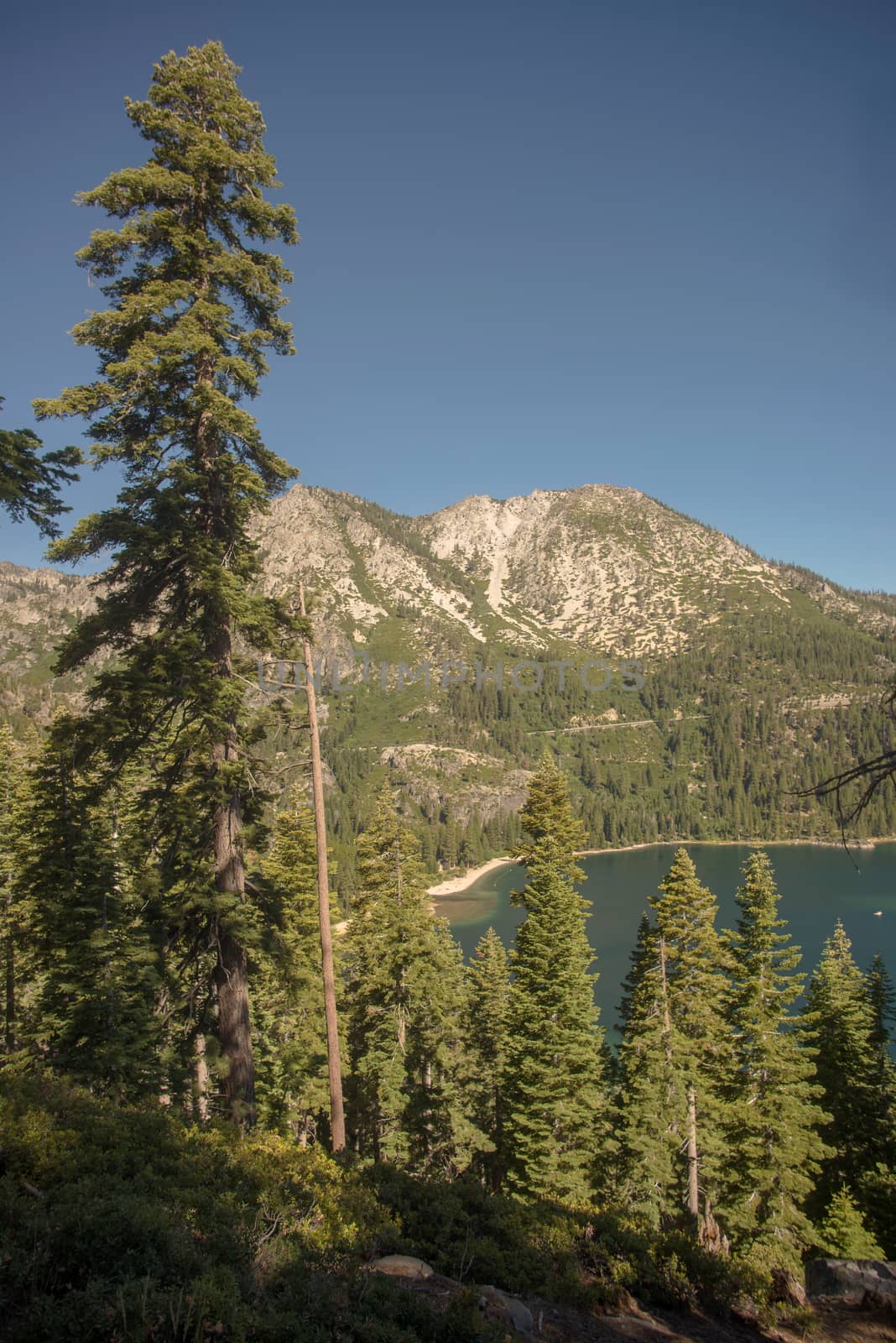 Lake Tahoe through trees with mountain in background