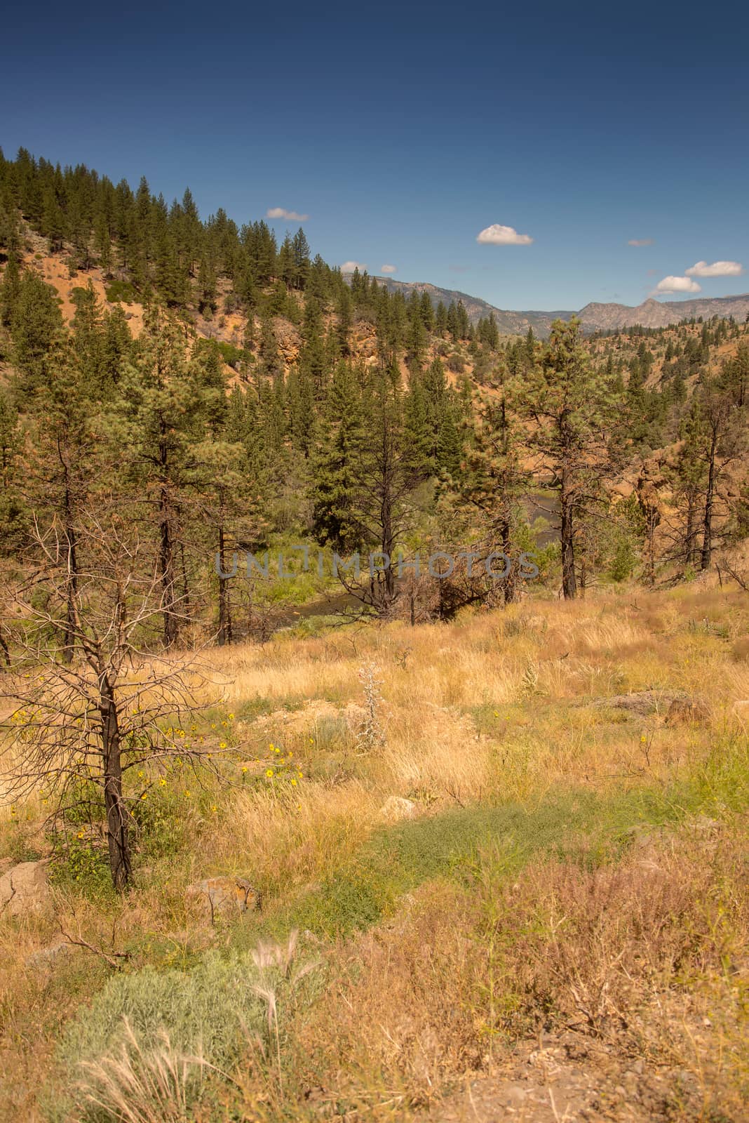 grassy field with forest area in background