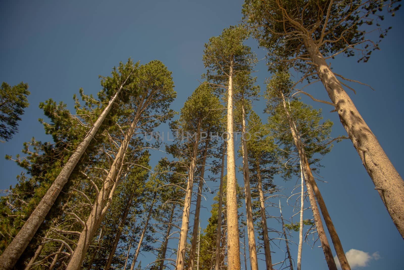 Low angle of evergreen trees