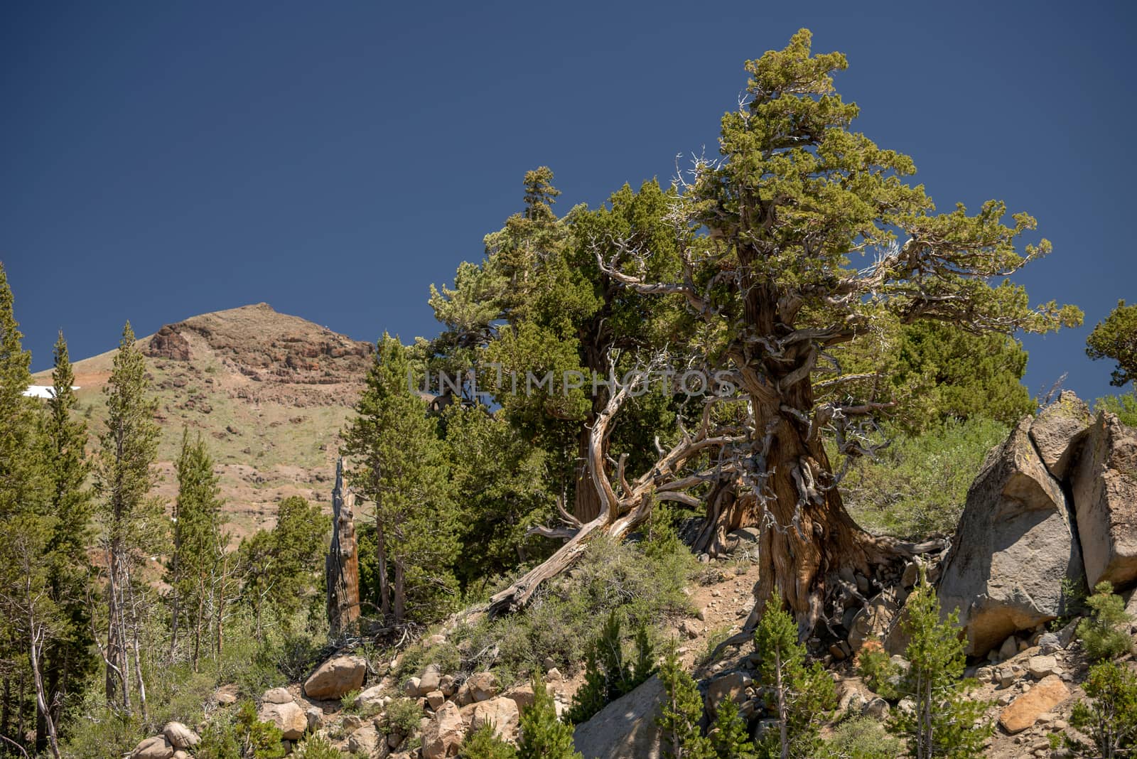 A single, weathered tree growing in rocks