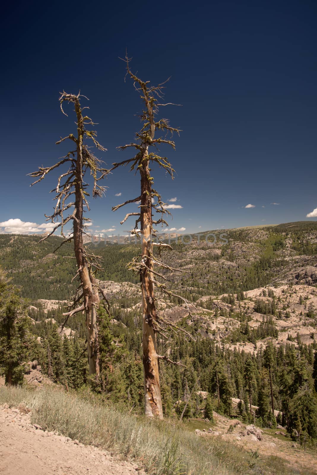 Pair of trees and large vista