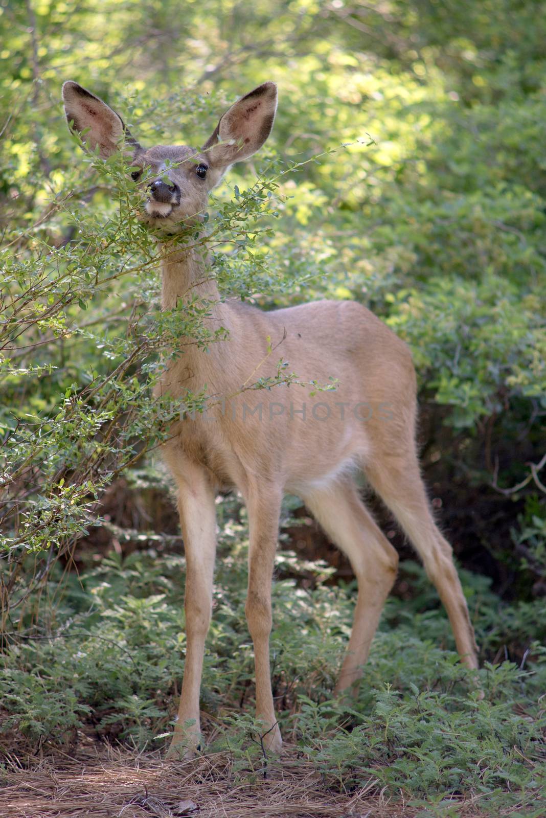 Mule Deer in Yosemite National Park