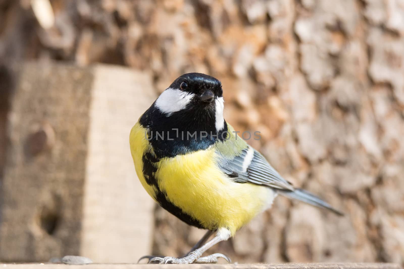 The photo shows tit on a branch