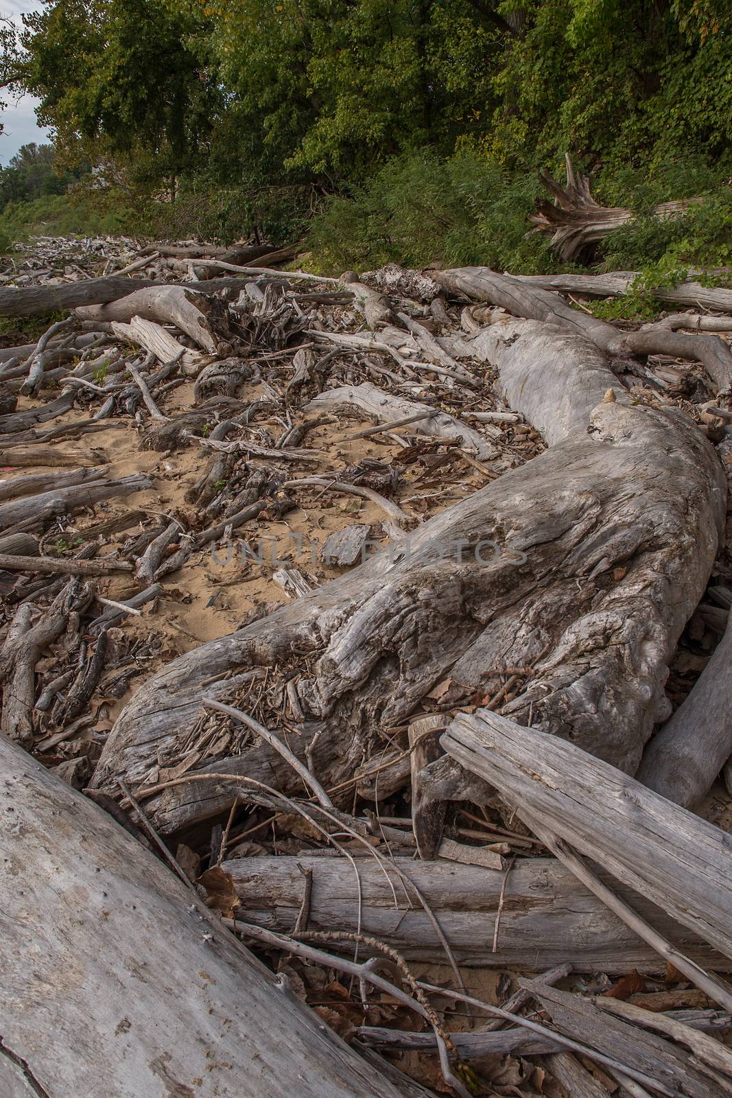 Driftwood at Falls On The Ohio State Park