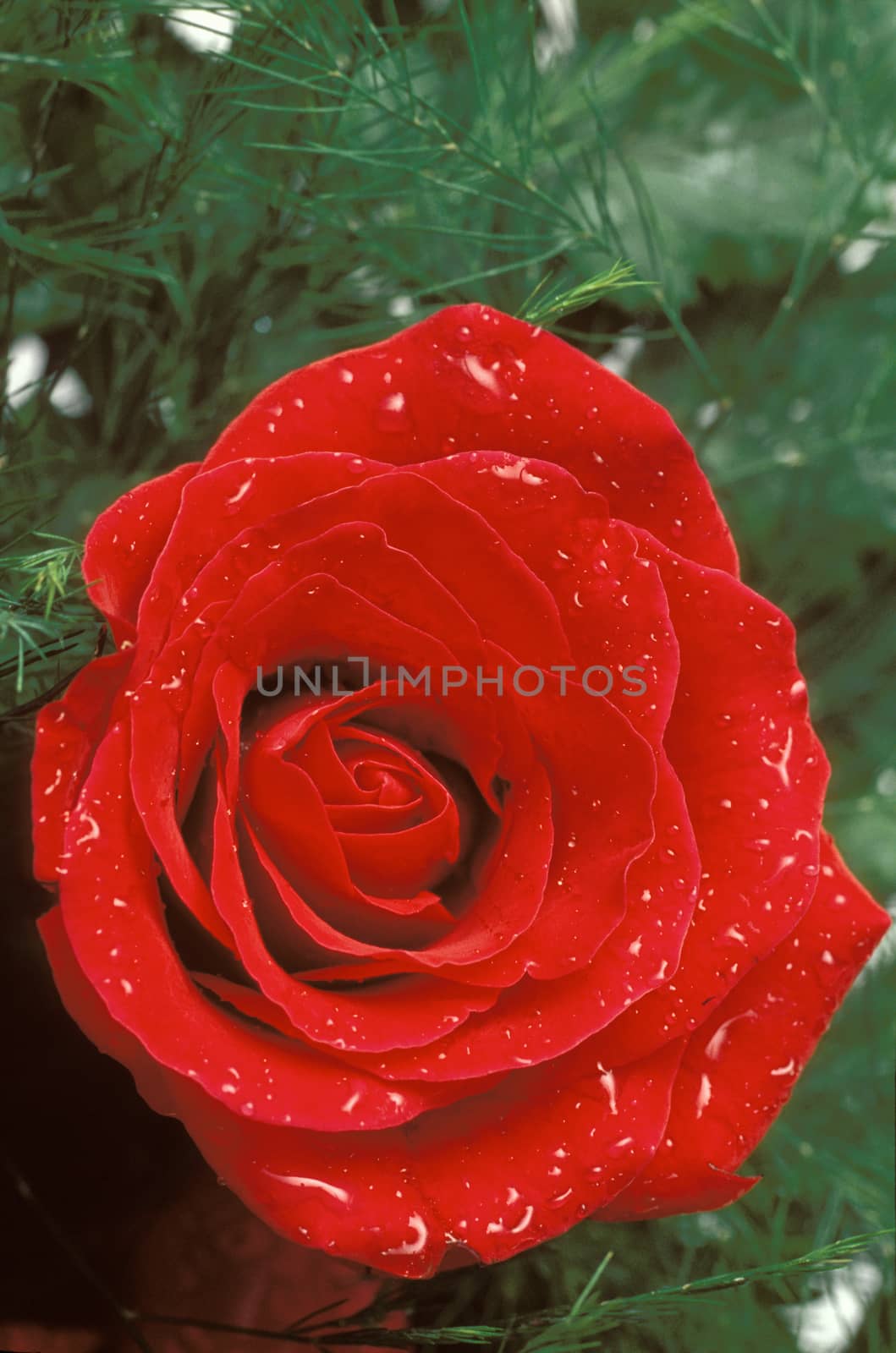 Red rose and water droplets