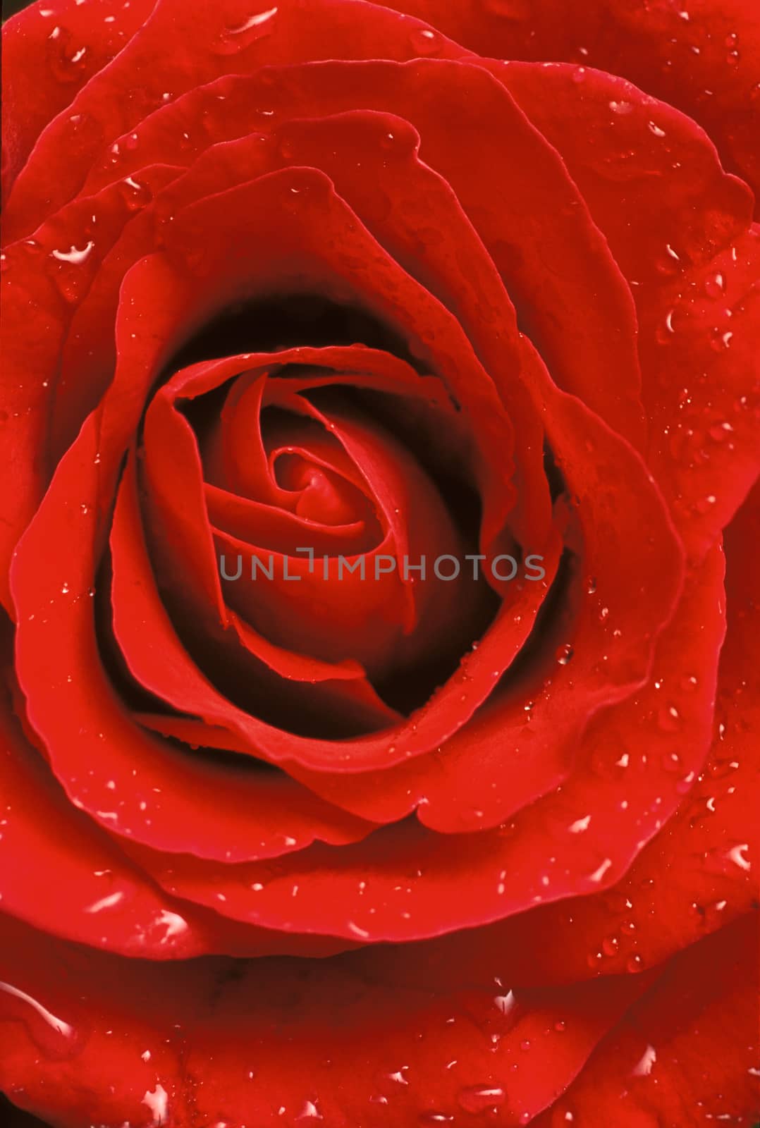 Red Rose Close-Up by Wolfsnap