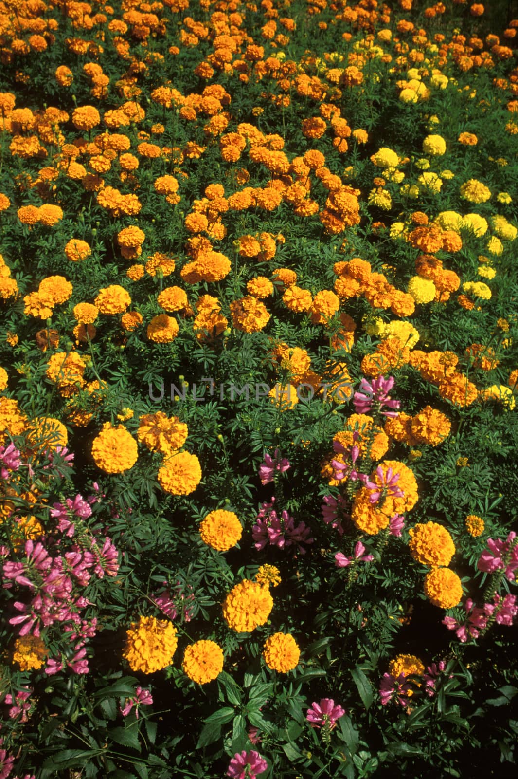 Marigolds by Wolfsnap