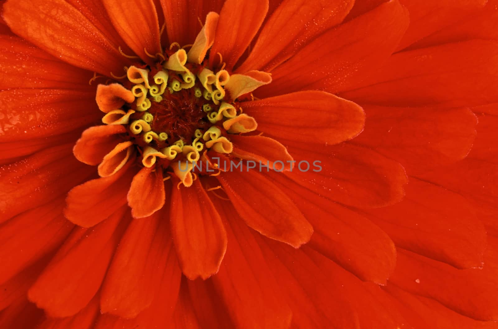 Extreme close-up of center of red flower