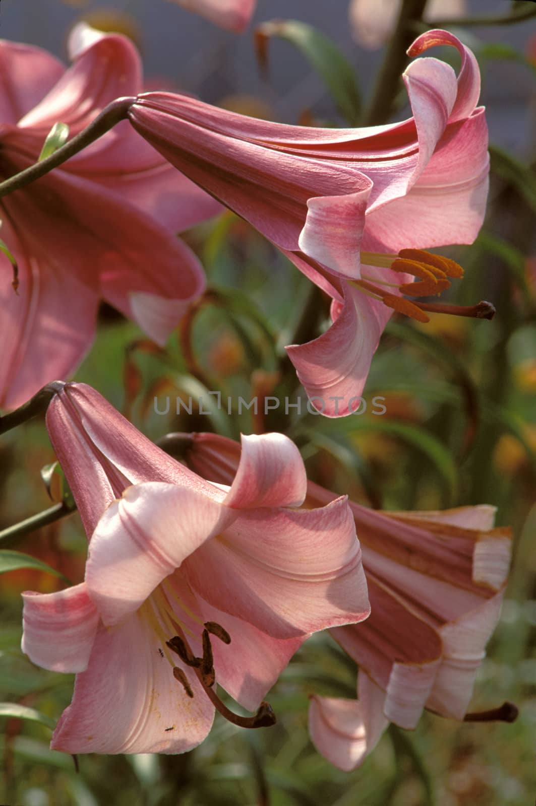 Pair of Pink trumpet flowers