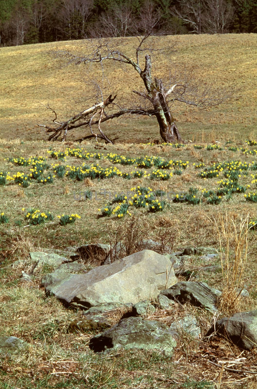 Field of day flowers and dead tree