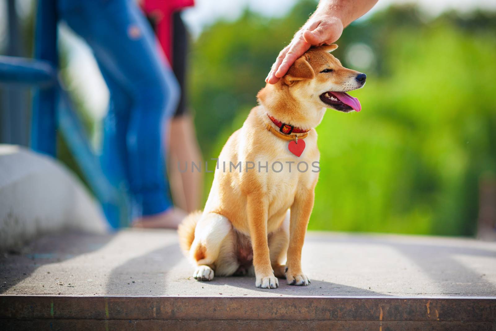 Shiba Inu puppy in the park. A hand is petting the top of his head.
