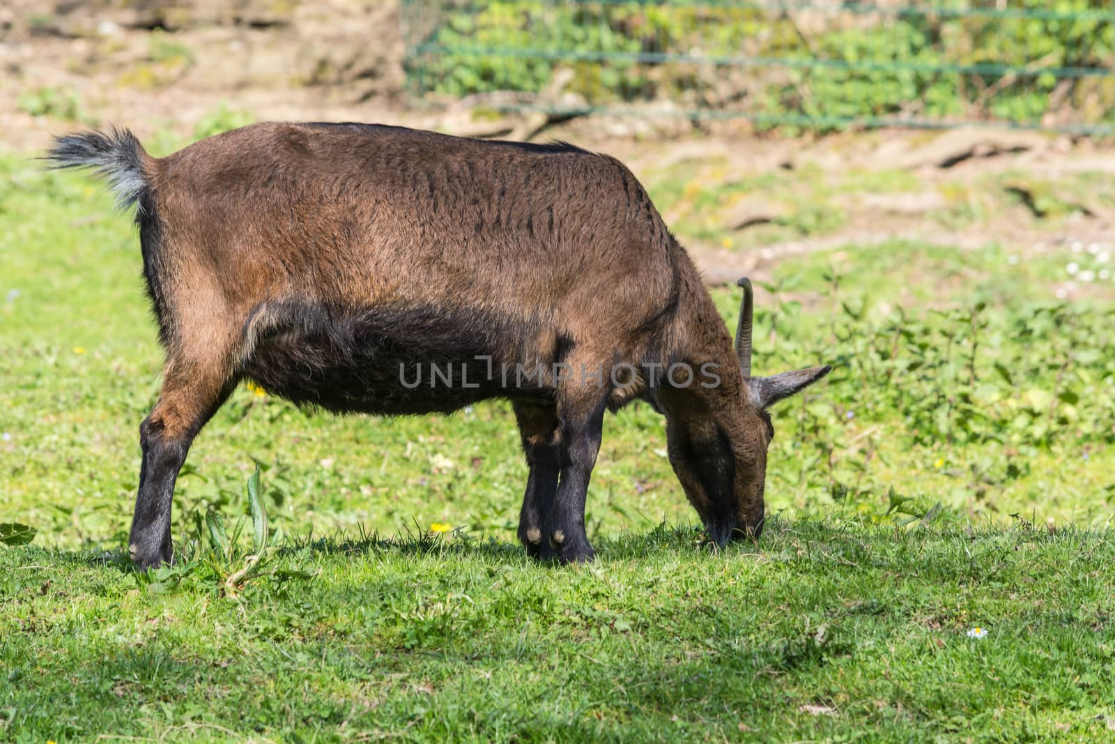 Brown goat on a meadow at pasture.