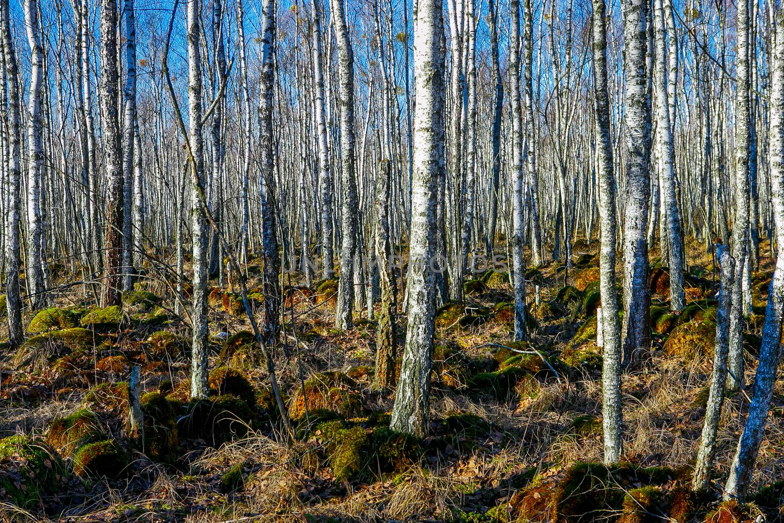 Birch tree forest on a Swamp by Multipedia