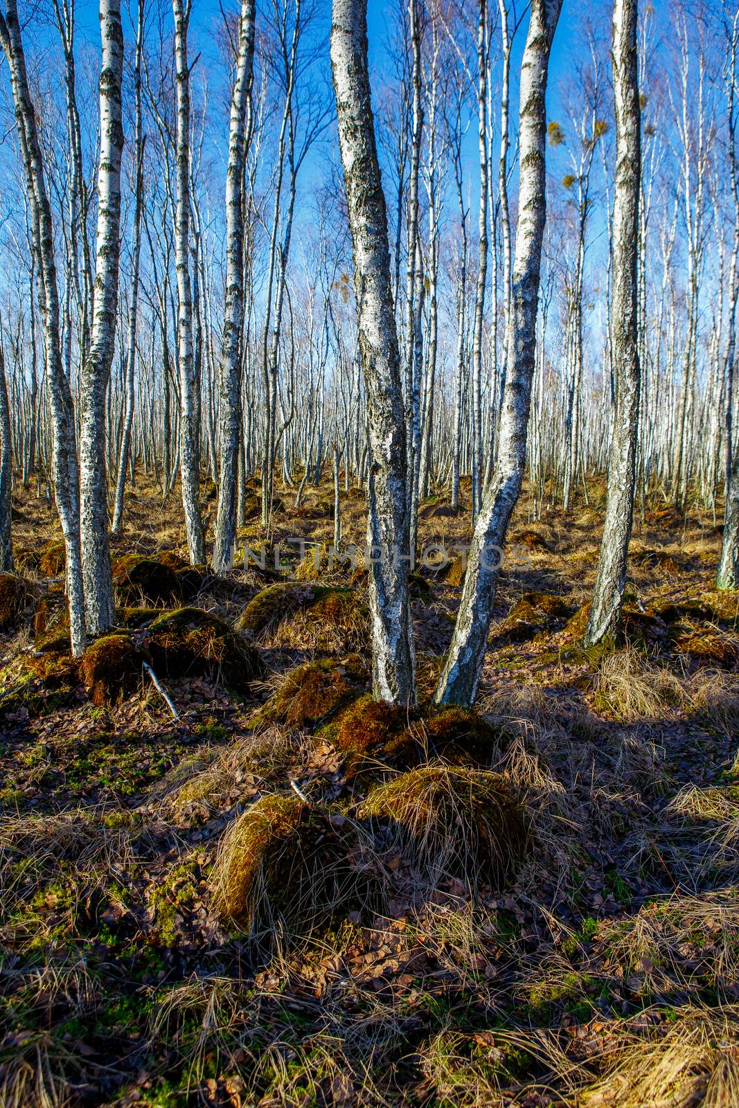 Birch tree forest on a Swamp in a sunny spring day