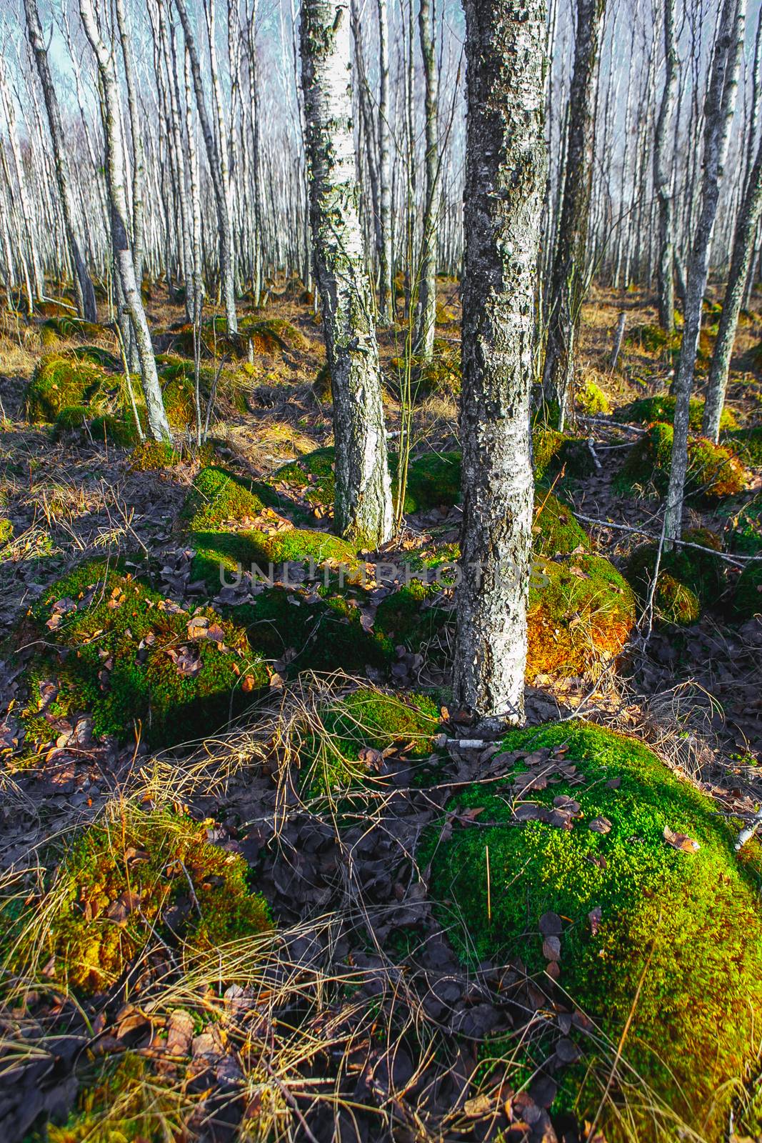 Birch tree forest on a Swamp by Multipedia