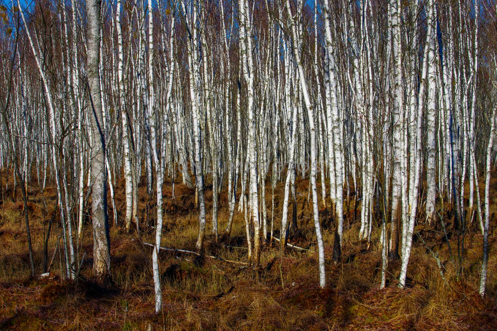 Birch tree forest on a Swamp in a sunny spring day