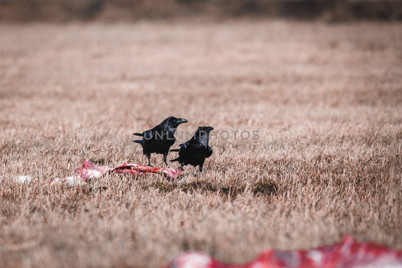 Two Black Crows Eating Carrion on a Field