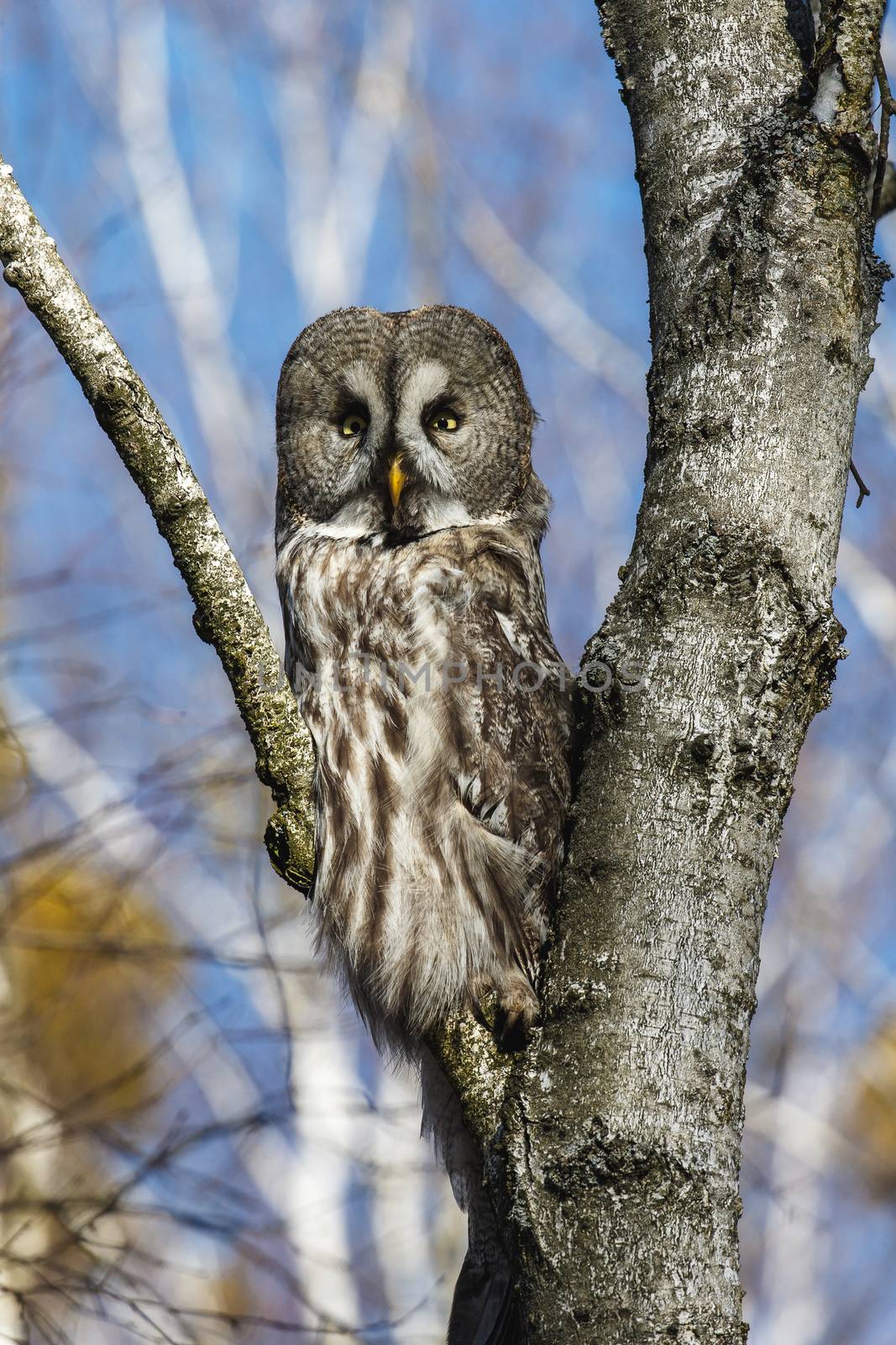 Great Gray Owl sitting on a tree in a spring forest