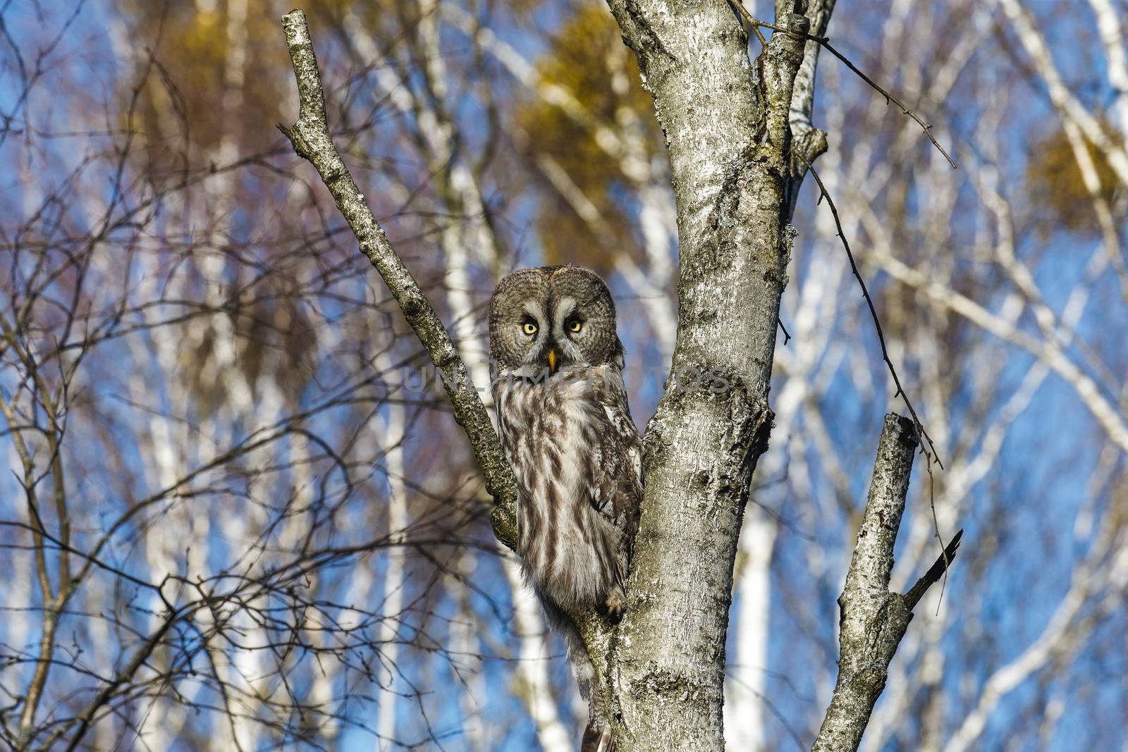 Great Gray Owl sitting on a tree in a spring forest